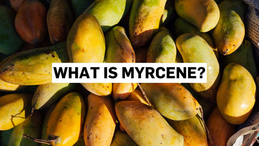 What is myrcene? The earthy terpene found in cannabis