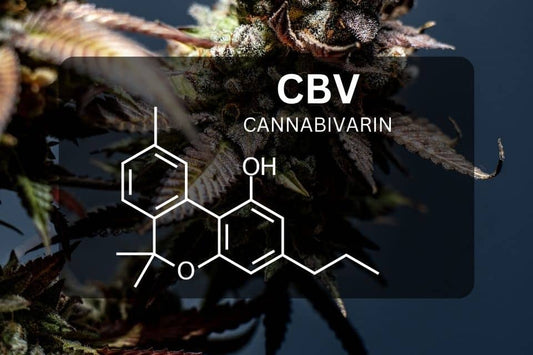 Cannabis sativa plant with dark blue background and CBV chemical structure in front