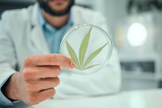A man holding a CBD leaves on a container