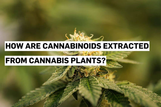 Cannabis plant the contain cannabinoids