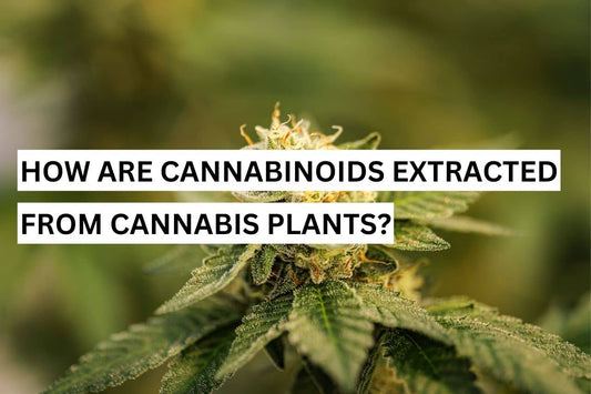 Cannabis plant the contain cannabinoids