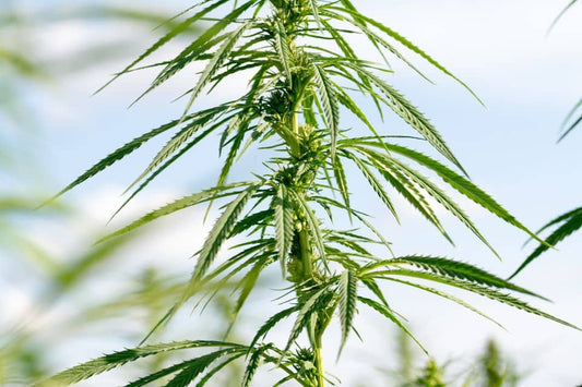 Growing hemp plant in Moldova