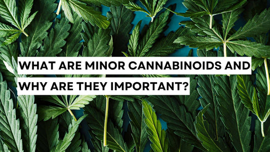 Cannabinoid information text over cannabis leaves