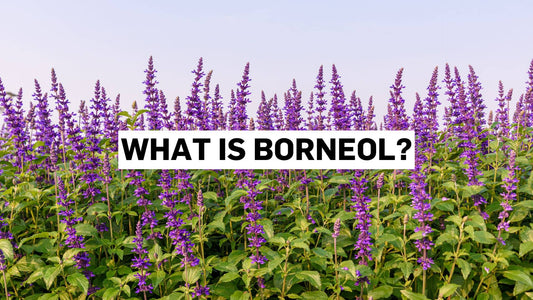 Field of salvia flowers that contains borneol