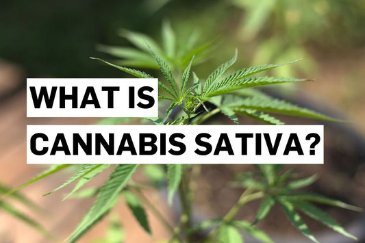 What is Cannabis sativa?