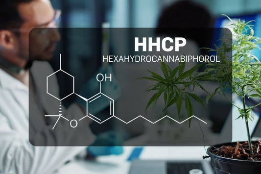 HHCP label overlay in research lab with hemp plant