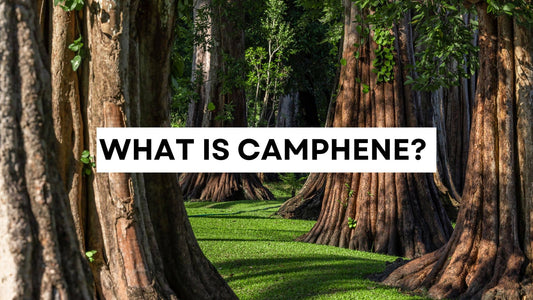 Introductory visual for camphene exploration