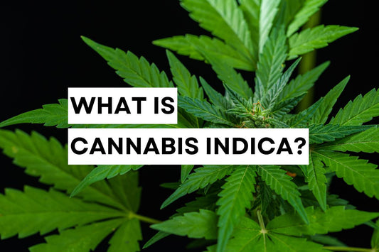 A healthy Cannabis indica plant