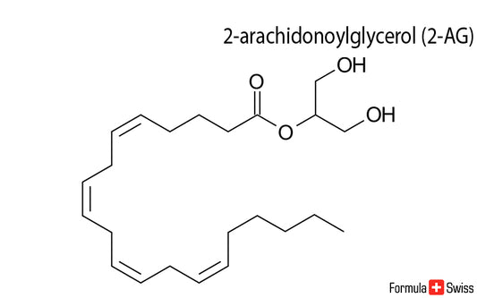 2-AG and anandamide - two important endocannabinoids