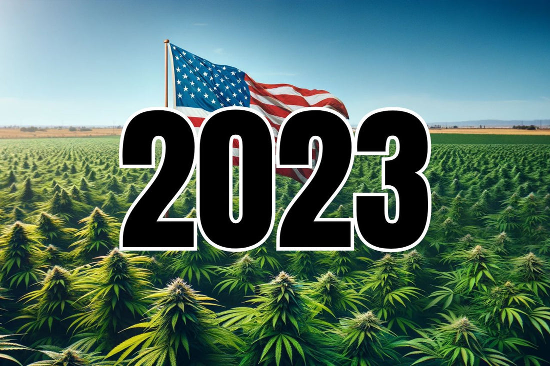 American Flag in a Cannabis field