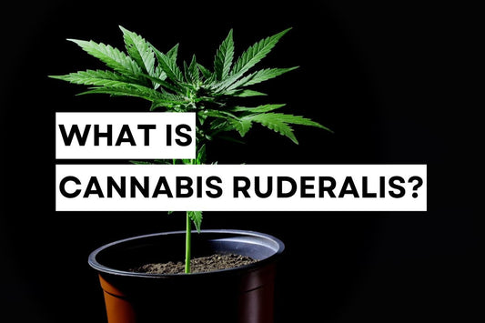 What is Cannabis Ruderalis?