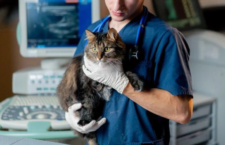 veterinarian holding a cat