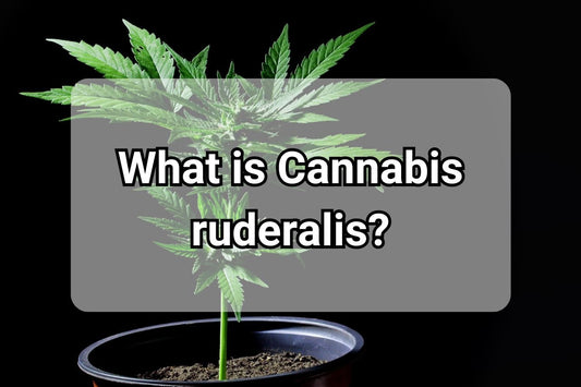 What is Cannabis Ruderalis?