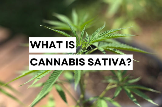 What is Cannabis Sativa?