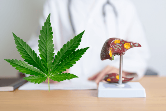 Cannabis Use and Liver Transplantation