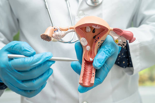 Doctor holding uterus anatomy model to study endometriosis