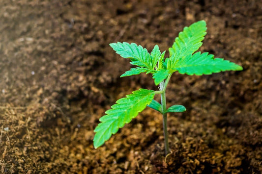 Cannabis plant in soil