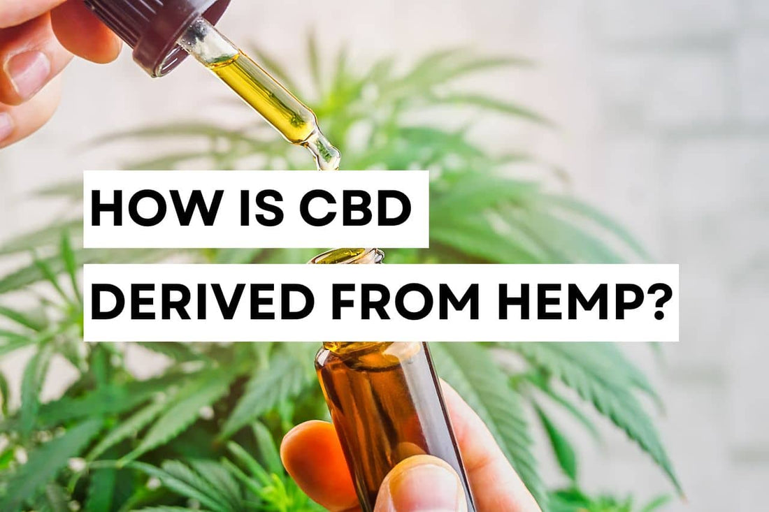 How is CBD derived from hemp?