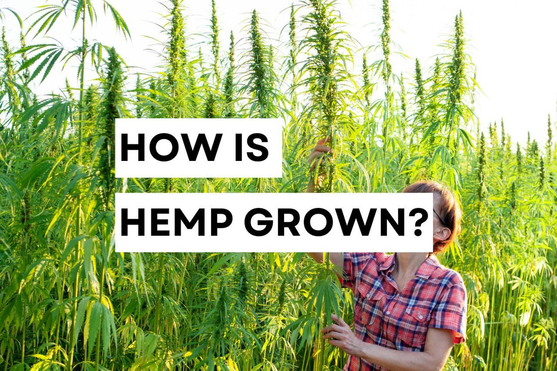 How is hemp grown?