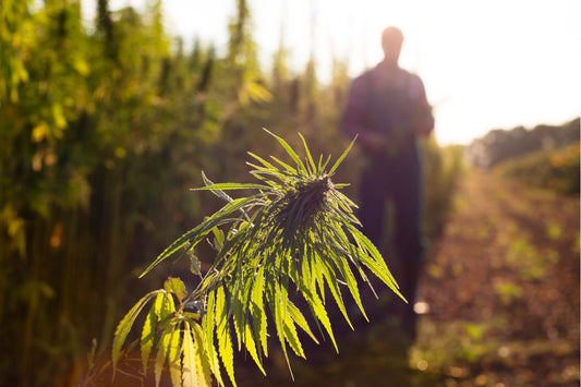 A cannabis field in Morocco