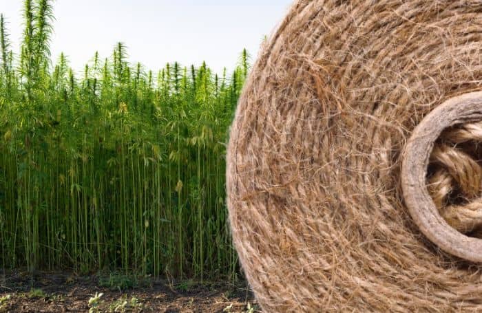 A coil of hemp fibers on a hemp farm