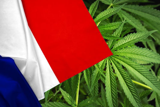 Flag of France in front of cannabis leaves