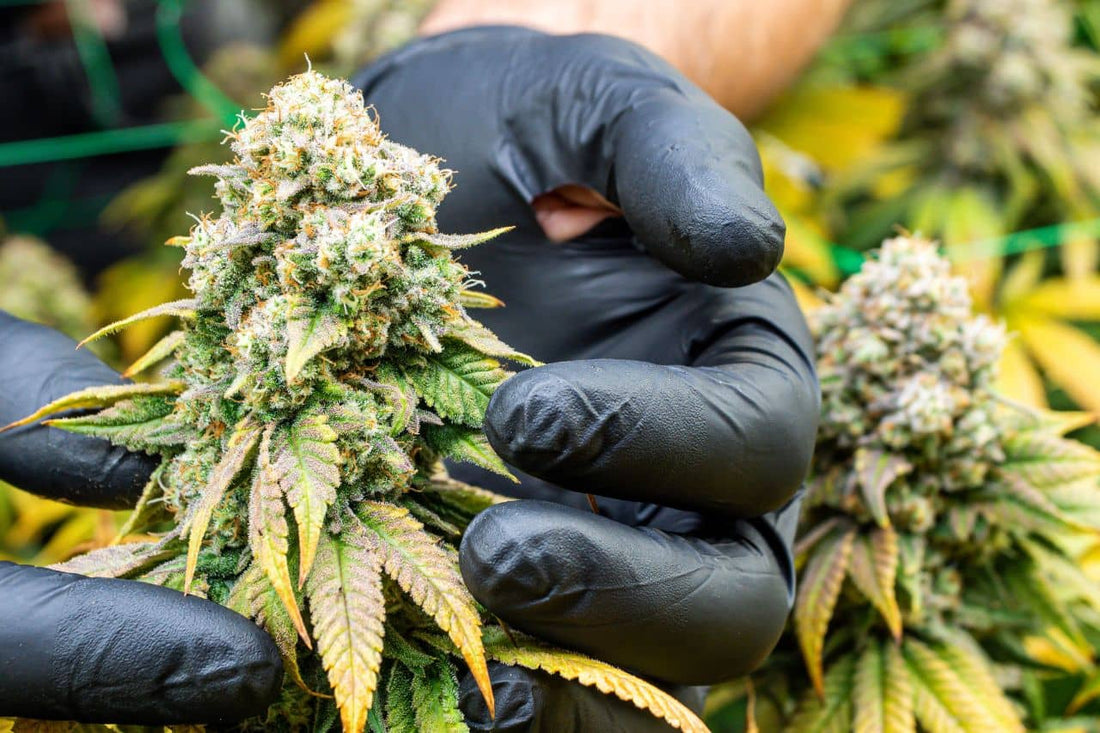 A man holding cannabis