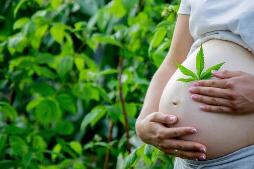 pregnant belly with cannabis leaf