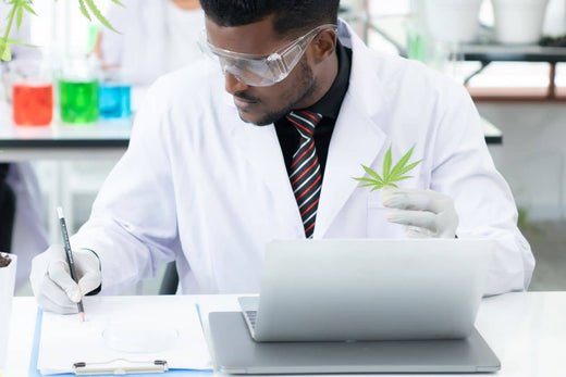 studying on cannabis