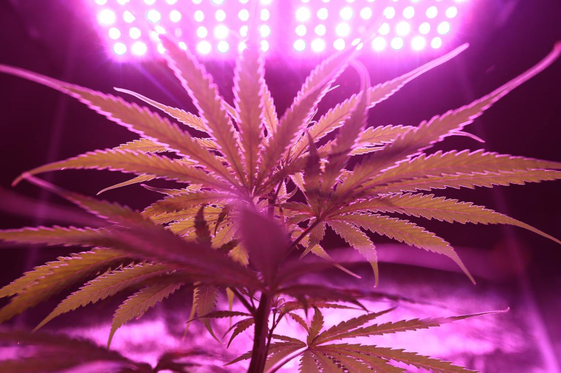 Spain moves toward regulating ‘cannabis light’ with congressional agreement