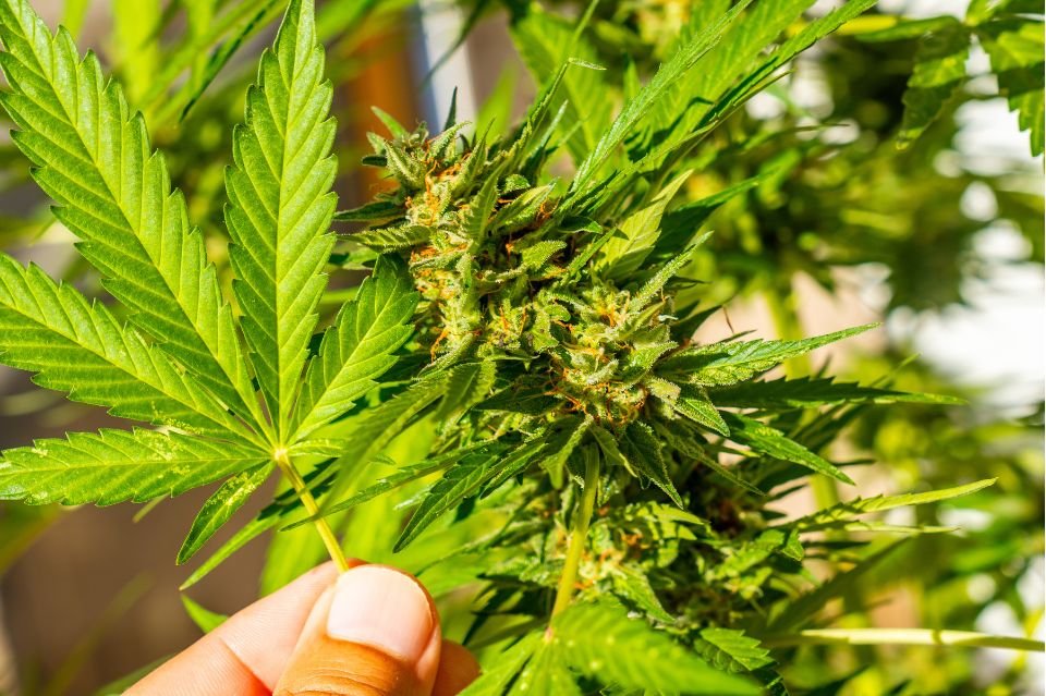 Study shows ‘entourage effect’ boosts cannabis high