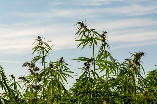 Cannabis field and a blue sky