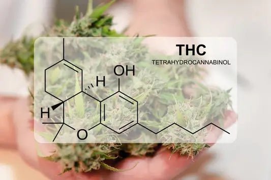 THC - Tetrahydrocannabinol