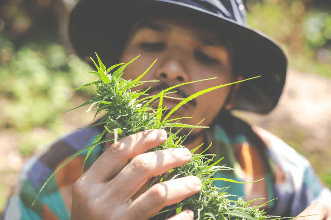 Thailand's Cannabis Legalisation