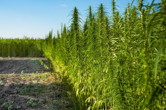 hemp field