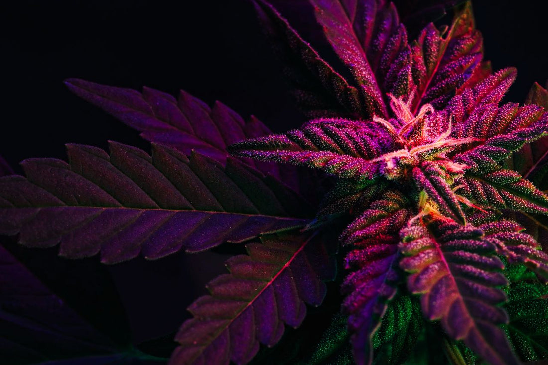 Purplish Cannabis Leaf