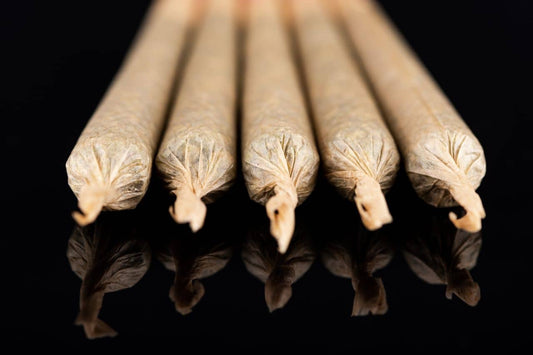 Pre-rolled joints in black background