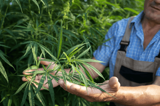 Uganda's Cannabis Court Decision Impact