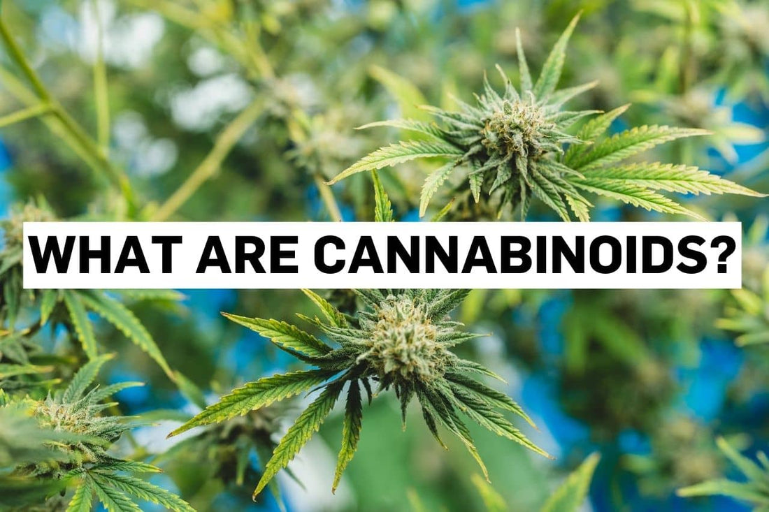 What are cannabinoids?
