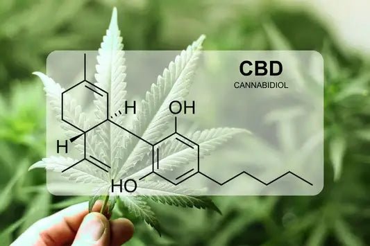 What is CBD (Cannabidiol)?