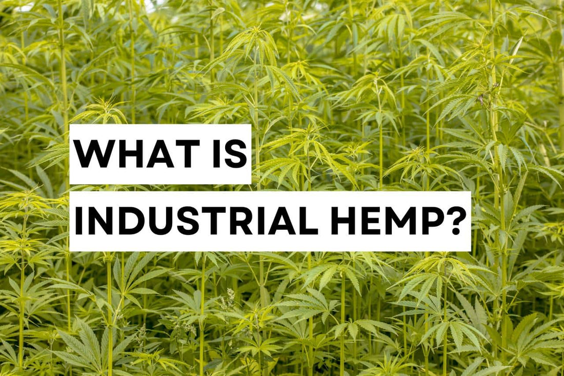 What is industrial hemp