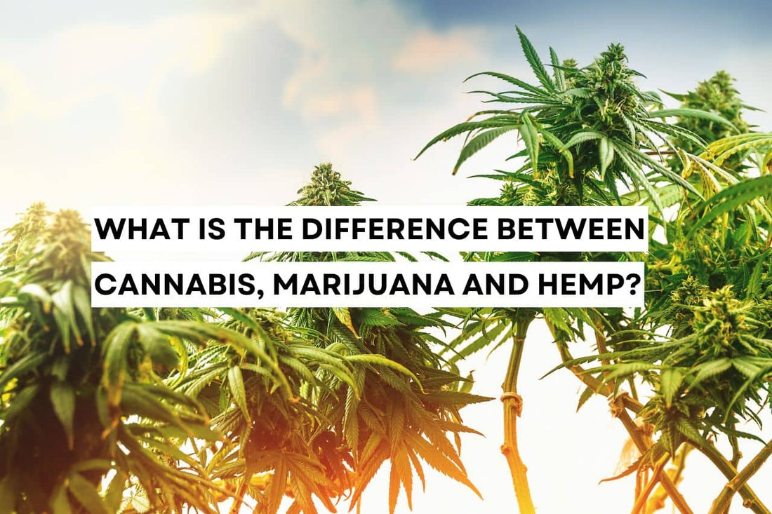 What is the difference between cannabis, marijuana and hemp?