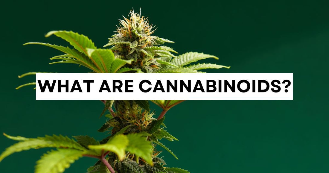 What are cannabinoids?