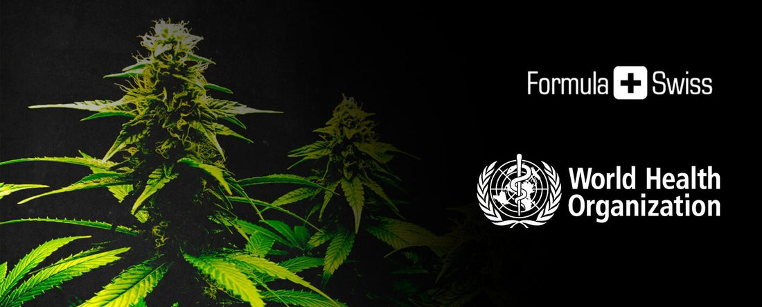 World Health Organization announces historic changes to cannabis scheduling
