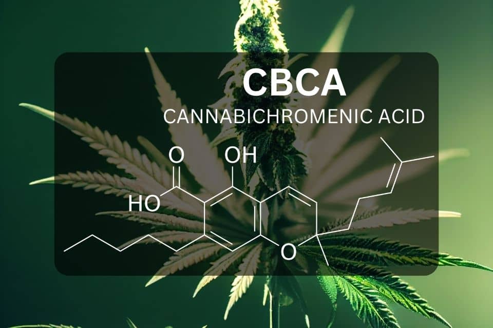 What is CBCA (Cannabichromenic acid)?
