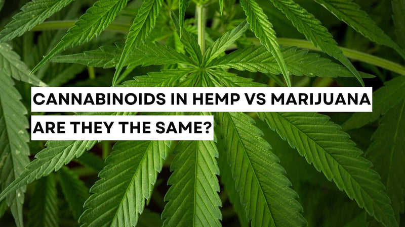 Cannabinoids in hemp vs marijuana