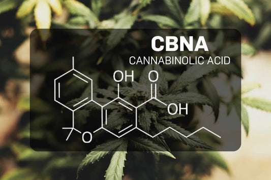 CBNA molecule structure over cannabis background