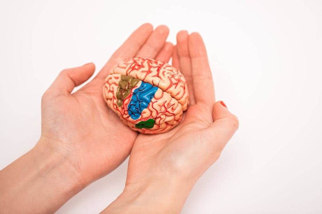 Hand holding a brain model