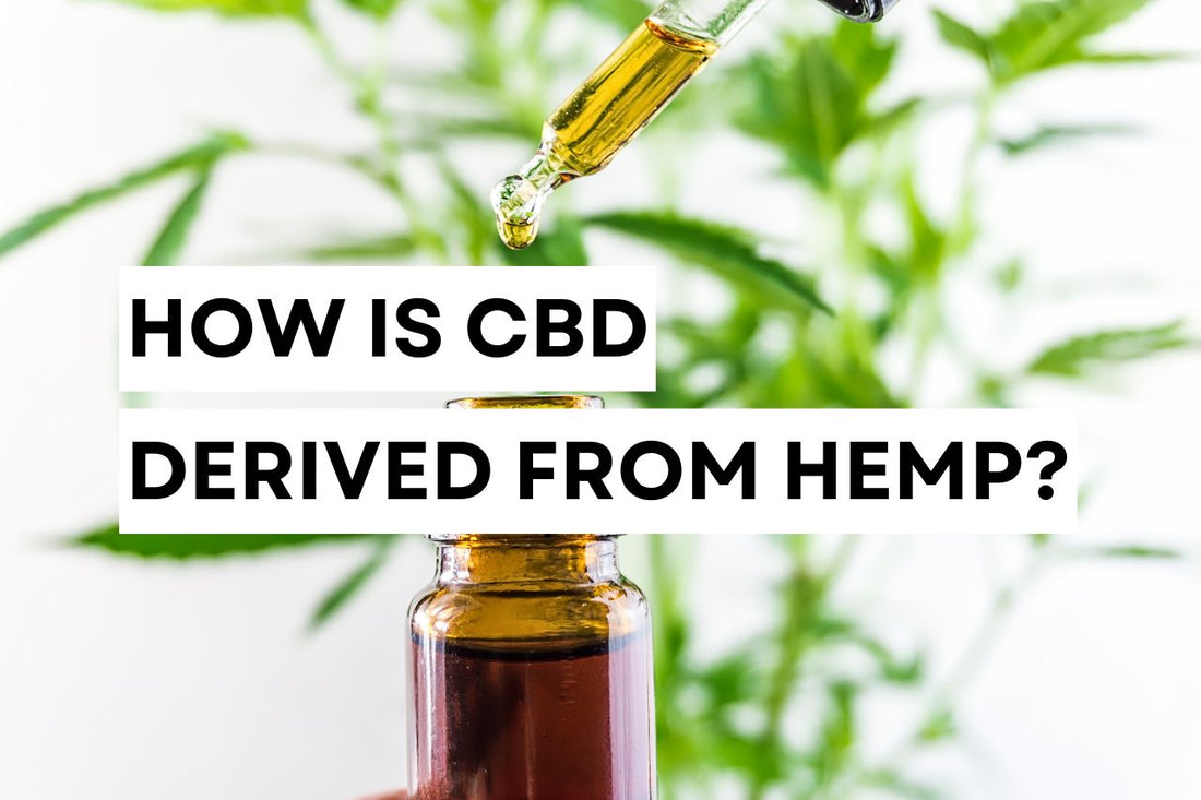 How is CBD derived from hemp?