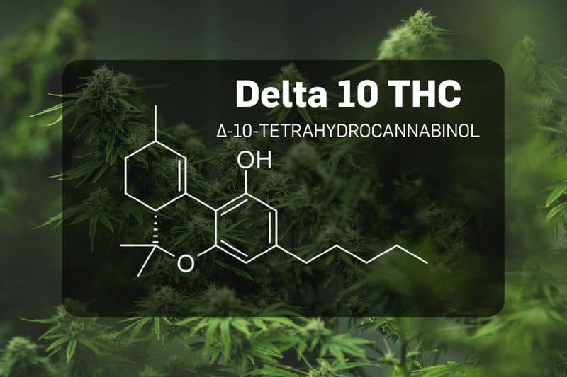 Delta 10 THC molecule on cannabis background